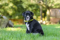 Diesel, a male Boxer for sale in Fredericksburg, OH – 5 of 7