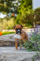Aspen, a female Boxer for sale in Fredericksburg, OH – 7 of 9