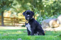Axel, a male Boxer for sale in Fredericksburg, OH – 3 of 7