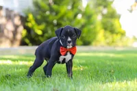 Jax, a male Boxer for sale in Fredericksburg, OH – 6 of 7