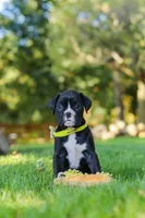 Diesel, a male Boxer for sale in Fredericksburg, OH – 4 of 7