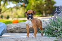 Aspen, a female Boxer for sale in Fredericksburg, OH – 2 of 9