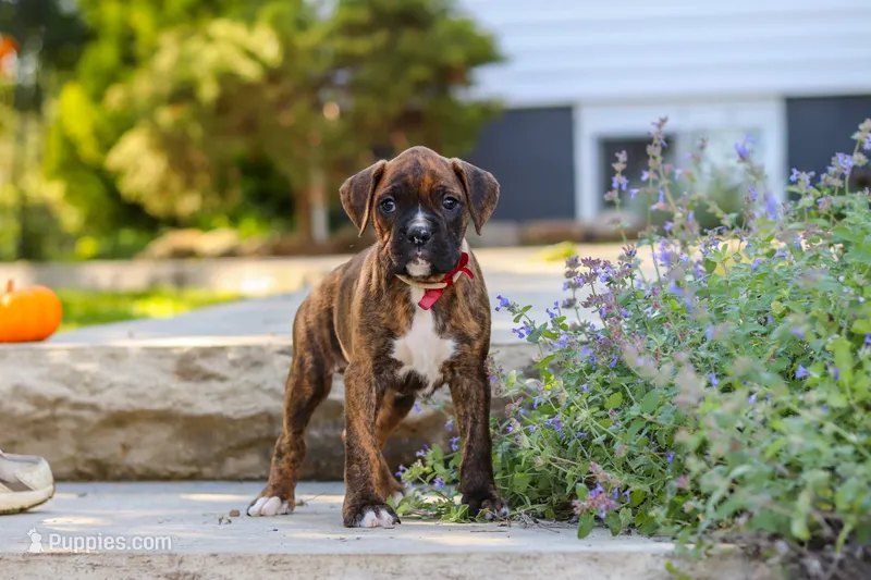 Theo – Boxer puppy for sale in Fredericksburg, OH