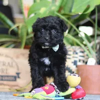 Shadow, a male Poodle - Miniature  for sale in Fredericksburg, OH – Photo 4 of 7