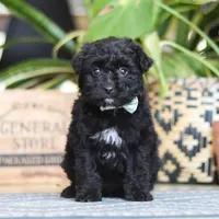 Shadow, a male Poodle - Miniature  for sale in Fredericksburg, OH – Photo 3 of 7