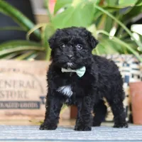 Shadow, a male Poodle - Miniature  for sale in Fredericksburg, OH – Photo 5 of 7