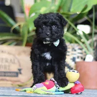 Shadow, a male Poodle - Miniature  for sale in Fredericksburg, OH – Photo 7 of 7