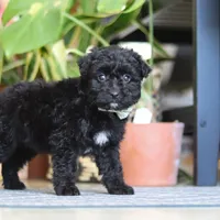 Shadow, a male Poodle - Miniature  for sale in Fredericksburg, OH – Photo 6 of 7