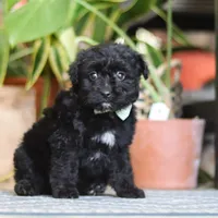 Shadow, a male Poodle - Miniature  for sale in Fredericksburg, OH – Photo 1 of 7