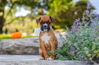 Aspen, a female Boxer for sale in Fredericksburg, OH – 8 of 9
