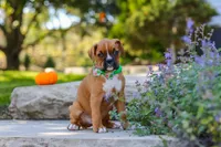 Max, a male Boxer for sale in Fredericksburg, OH – 3 of 10