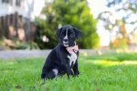 Bella, a female Boxer for sale in Fredericksburg, OH – 4 of 8