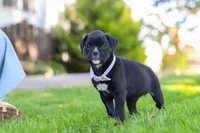 Sadie, a female Boxer for sale in Fredericksburg, OH – 2 of 7