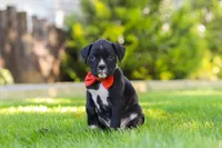 Jax, a male Boxer for sale in Fredericksburg, OH – 4 of 7