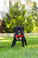 Jax, a male Boxer for sale in Fredericksburg, OH – 3 of 7