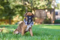 Rex, a male Boxer for sale in Fredericksburg, OH – 3 of 7