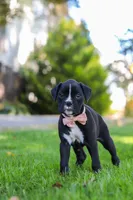 Bella, a female Boxer for sale in Fredericksburg, OH – 3 of 8