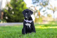Sadie, a female Boxer for sale in Fredericksburg, OH – 5 of 7