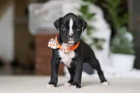 Axel, a male Boxer for sale in Fredericksburg, OH – Photo 5 of 10