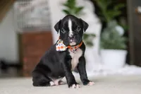 Axel, a male Boxer for sale in Fredericksburg, OH – Photo 7 of 10