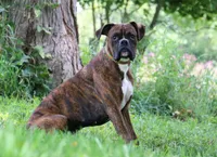 Axel, a male Boxer for sale in Fredericksburg, OH – Photo 10 of 10