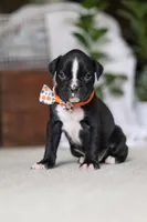 Axel, a male Boxer for sale in Fredericksburg, OH – Photo 6 of 10