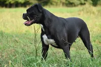 Axel, a male Boxer for sale in Fredericksburg, OH – Photo 9 of 10