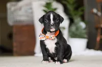 Axel, a male Boxer for sale in Fredericksburg, OH – Photo 2 of 10