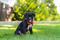 Jax, a male Boxer for sale in Fredericksburg, OH – 5 of 7