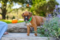 Max, a male Boxer for sale in Fredericksburg, OH – 5 of 10
