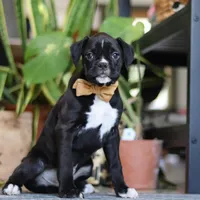 Max, a male Boxer for sale in Fredericksburg, OH – Photo 5 of 8