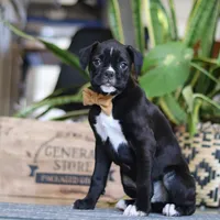 Max, a male Boxer for sale in Fredericksburg, OH – Photo 4 of 8