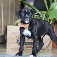 Max, a male Boxer for sale in Fredericksburg, OH – Photo 3 of 8