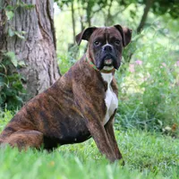Max, a male Boxer for sale in Fredericksburg, OH – Photo 8 of 8