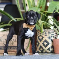 Max, a male Boxer for sale in Fredericksburg, OH – Photo 6 of 8