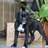 Max, a male Boxer for sale in Fredericksburg, OH – Photo 2 of 8