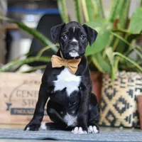 Max, a male Boxer for sale in Fredericksburg, OH – Photo 1 of 8