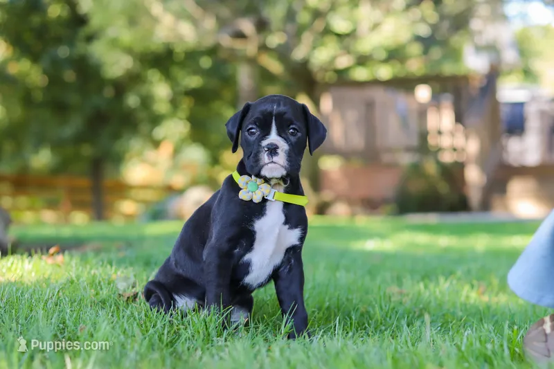 Diesel – Boxer puppy for sale in Fredericksburg, OH