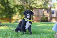 Diesel, a male Boxer for sale in Fredericksburg, OH – 1 of 7