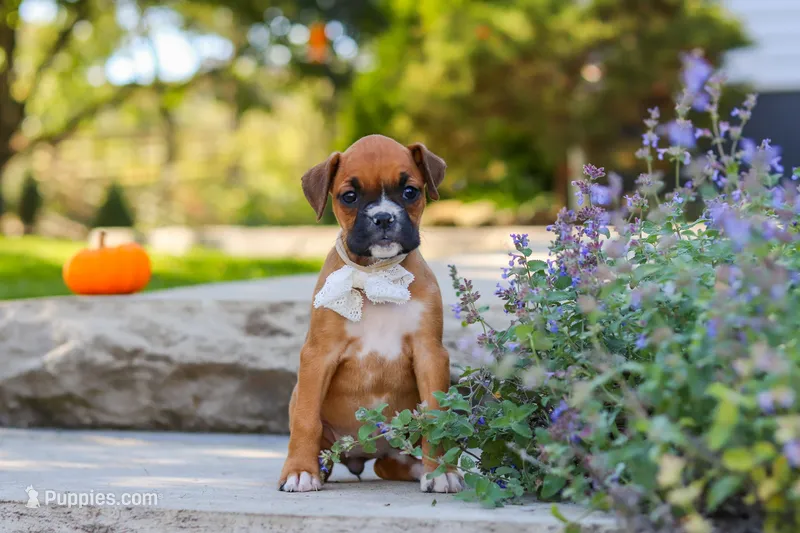 Aspen – Boxer puppy for sale in Fredericksburg, OH