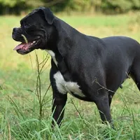 Denali, a male Boxer for sale in Fredericksburg, OH – Photo 6 of 7