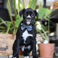 Denali, a male Boxer for sale in Fredericksburg, OH – Photo 3 of 7