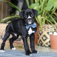 Denali, a male Boxer for sale in Fredericksburg, OH – Photo 4 of 7