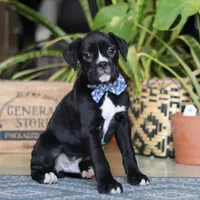 Denali, a male Boxer for sale in Fredericksburg, OH – Photo 5 of 7