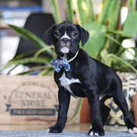 Denali, a male Boxer for sale in Fredericksburg, OH – Photo 1 of 7