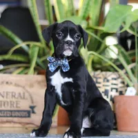 Denali, a male Boxer for sale in Fredericksburg, OH – Photo 2 of 7