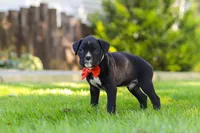 Jax, a male Boxer for sale in Fredericksburg, OH – 2 of 7