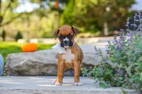 Aspen, a female Boxer for sale in Fredericksburg, OH – 5 of 9