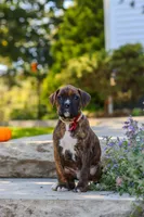 Theo, a male Boxer for sale in Fredericksburg, OH – 5 of 10