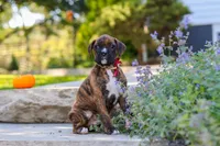 Theo, a male Boxer for sale in Fredericksburg, OH – 4 of 10
